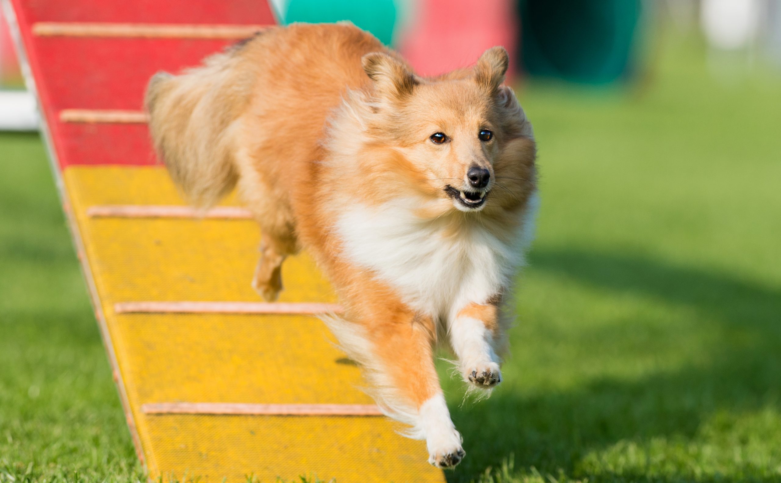 Nikita tijdens de agility van 2015