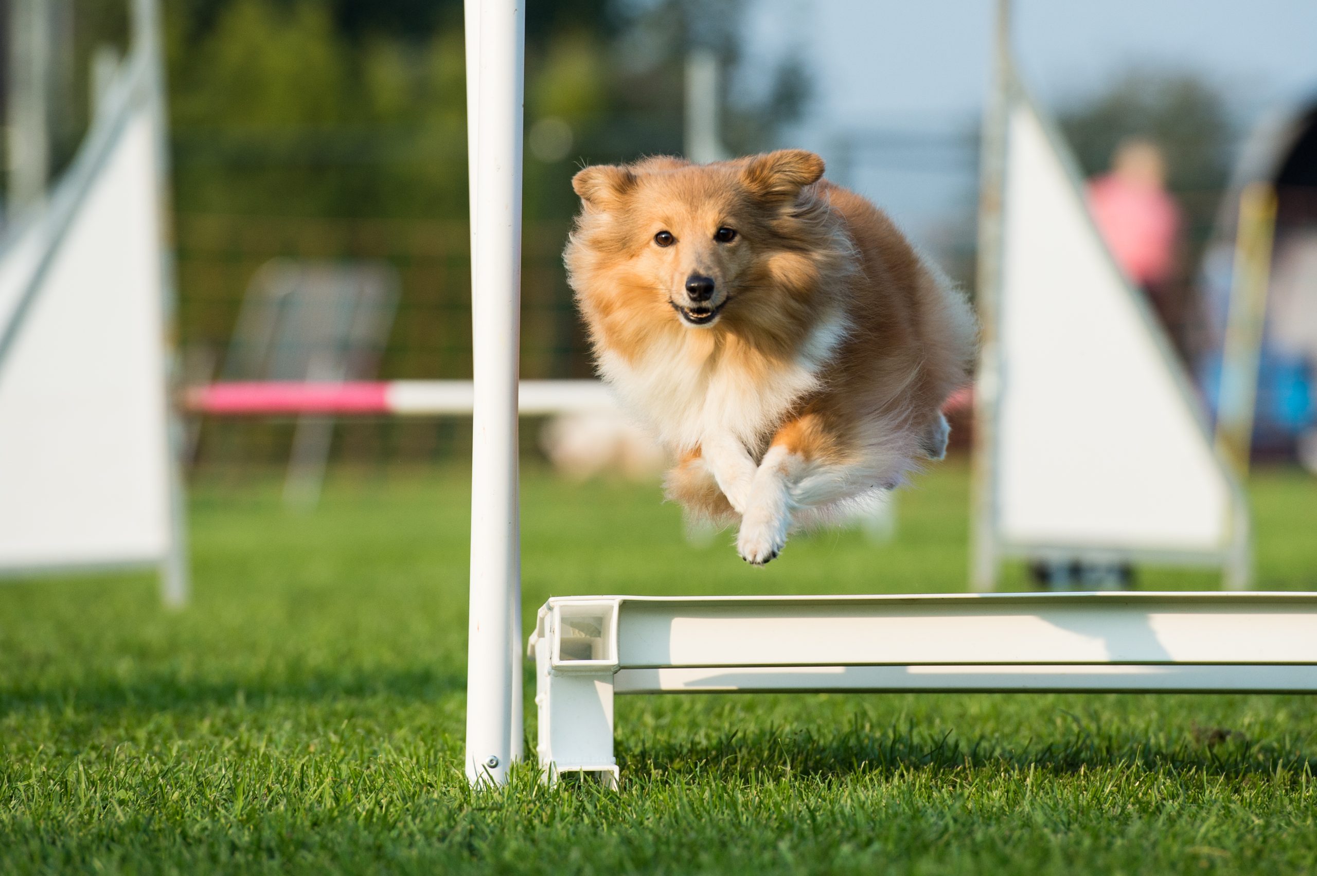 Nikita tijdens een agility wedstrijd 2015