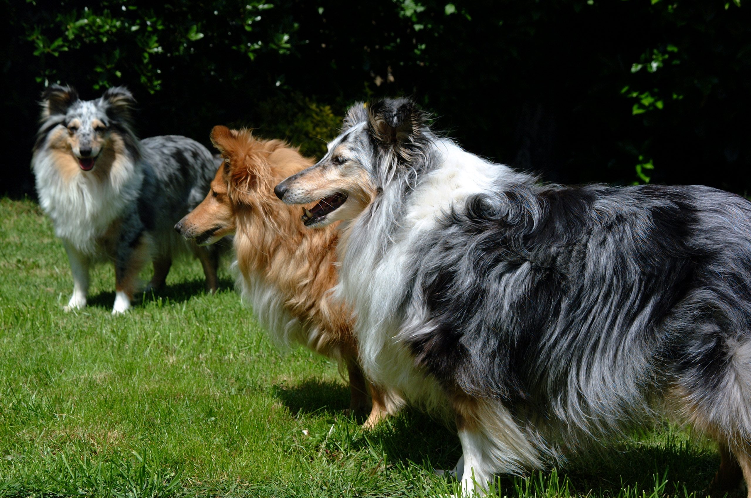 Sky met Pebbles en Abby