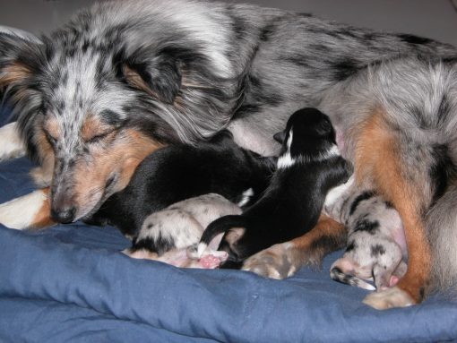 Pebbles en haar eerste babies